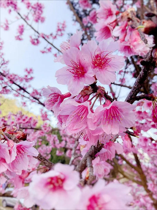 道家和合秘法：桃花符與姻緣符的神奇力量與正確使用方法